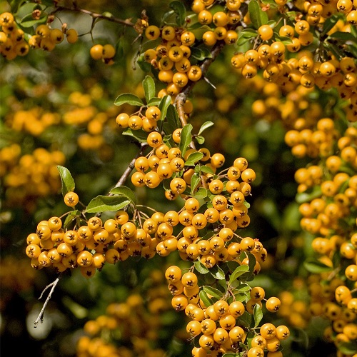 Пираканта "Голден Чармер" (Pyracantha "Golden Charmer") 