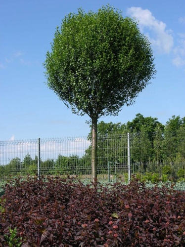 Вишня кустарниковая "Умбракулифера" (Prunus cerasus "Umbraculifera")