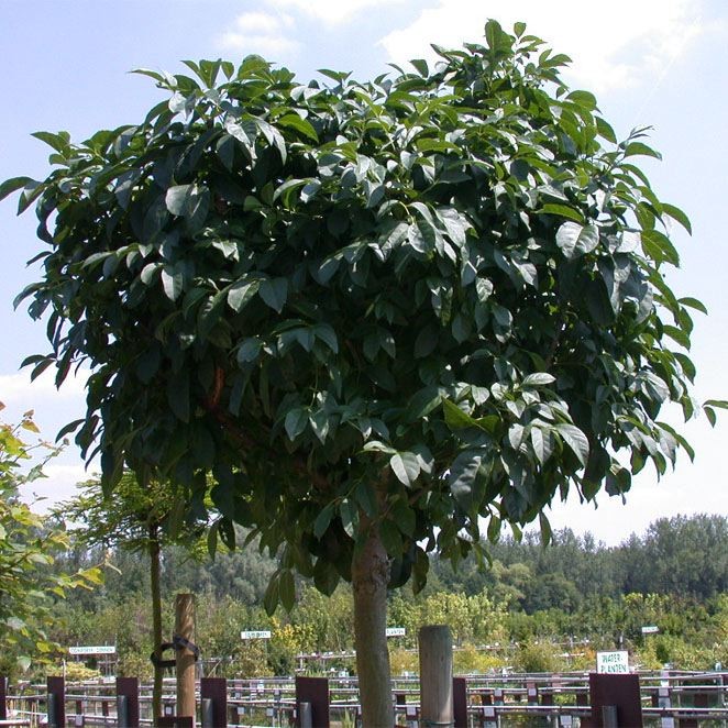 Ясень белый "Мечек" (Fraxinus ornus "Meczek")