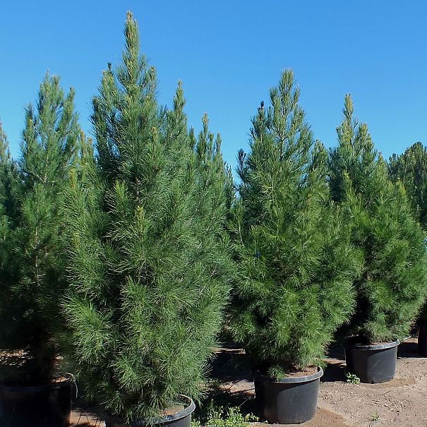 Сосна эльдарская (Pinus eldarica)