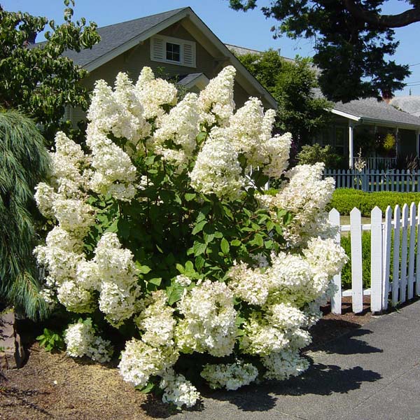 Гортензия метельчатая "Грандифлора" (Hydrangea paniculata "Grandiflora")