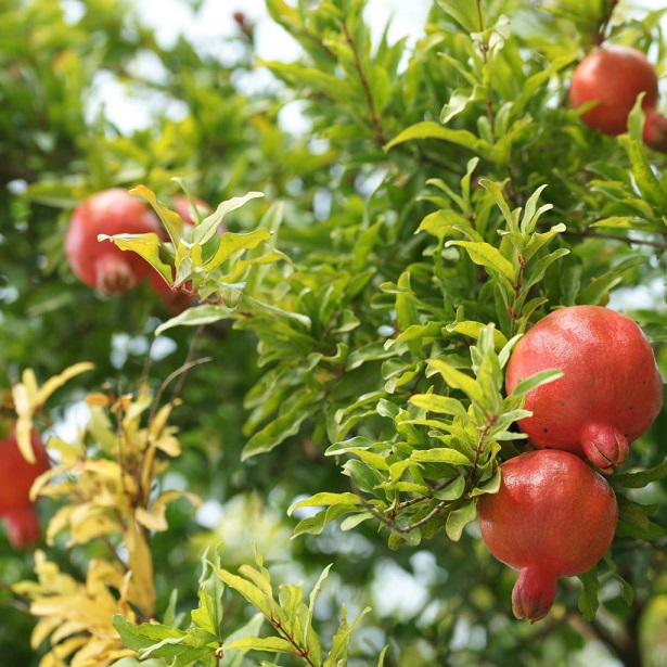 Гранат (Punica)