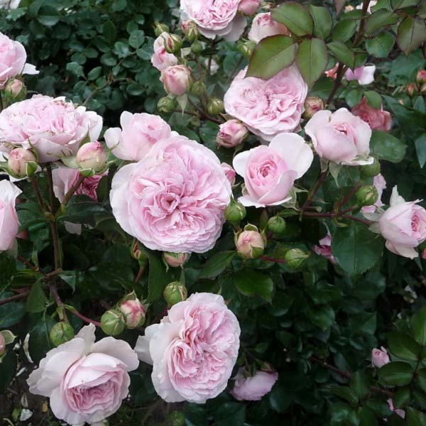 Роза флорибунда "Мария Терезия" (Rosa Floribunda "Mariatheresia")