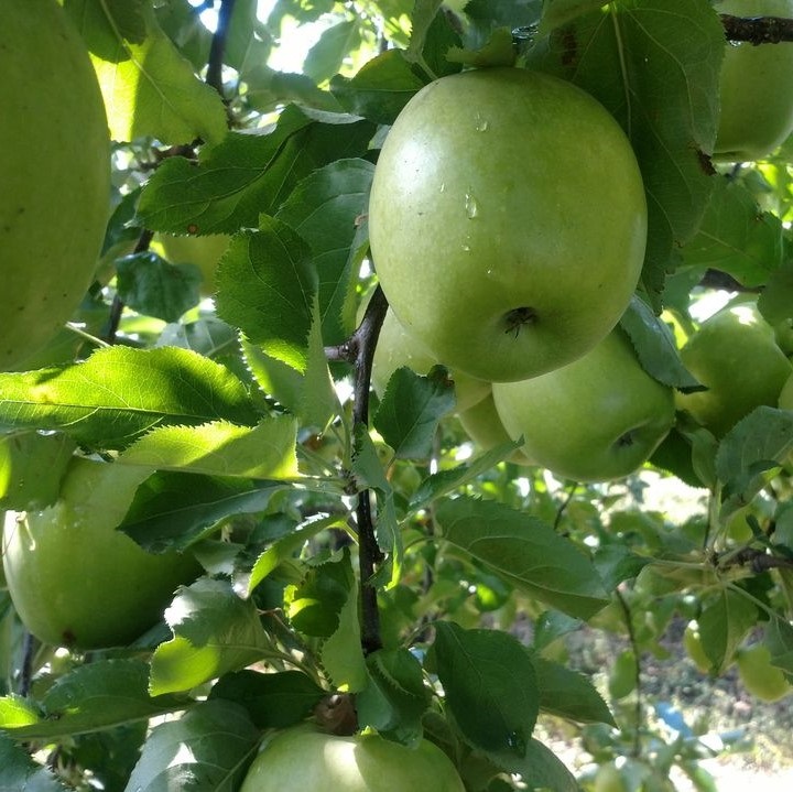 Яблоня "Мутсу" (2-летка) (Malus)