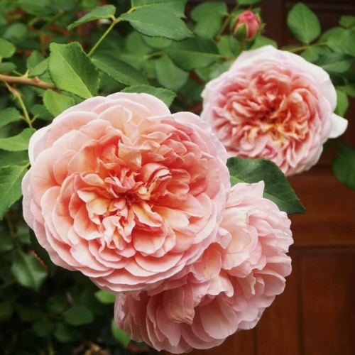 Роза английская "Абрахам Дарби" (Rosa English "Abraham Darby"))