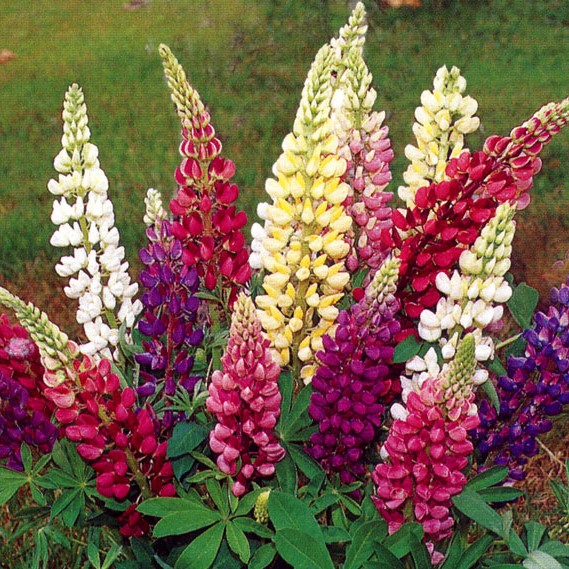 Люпин многолистный "Рассел Страйн" (Lupinus polyphyllus "Russell strain")