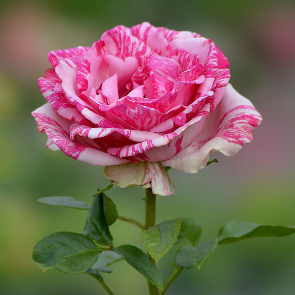 Роза чайно-гибридная "Пинк Интуишн" (Rosa Hybrid Tea "Pink Intuition")