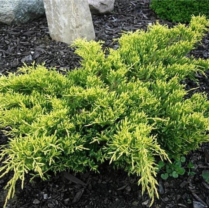 Можжевельник средний "Кинг оф Спринг" (Juniperus pfitzeriana "King of Spring")
