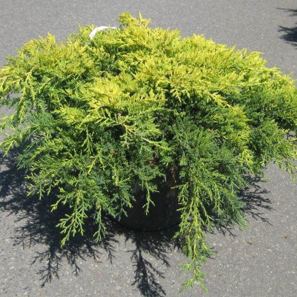 Можжевельник Пфитцериана "Ауреа" (Juniperus Pfitzeriana "Aurea")