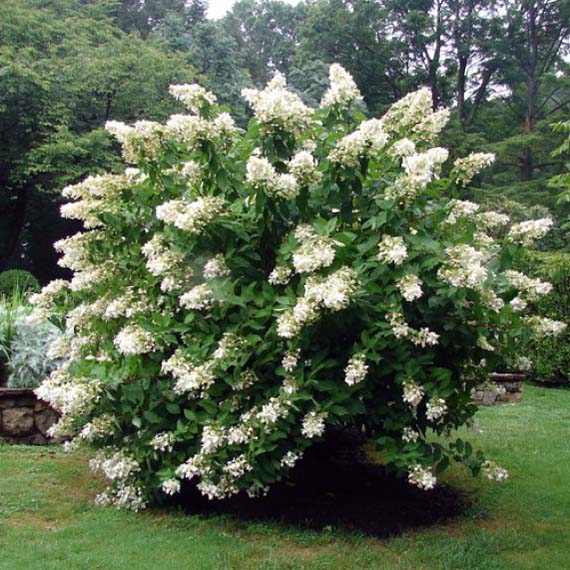 Гортензия метельчатая "Юник" (Hydrangea paniculata "Unique"))