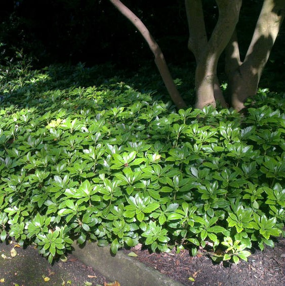 Пахизандра верхушечная "Грин Карпет" (Pachysandra terminalis "Green Carpet")