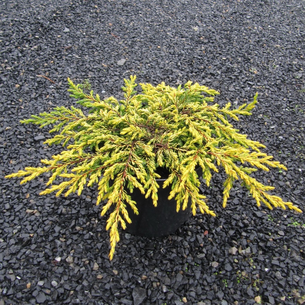 Можжевельник горизонтальный "Голдшатц" (Juniperus communis "Goldschatz")