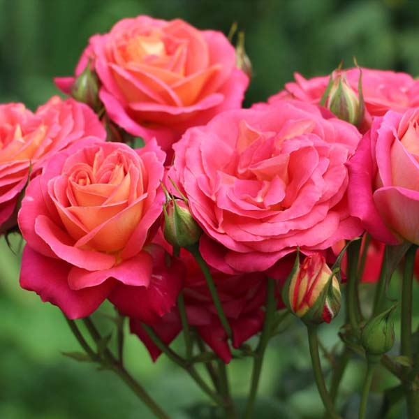 Роза флорибунда "Мидсаммер" (Rosa Floribunda "Midsummer")
