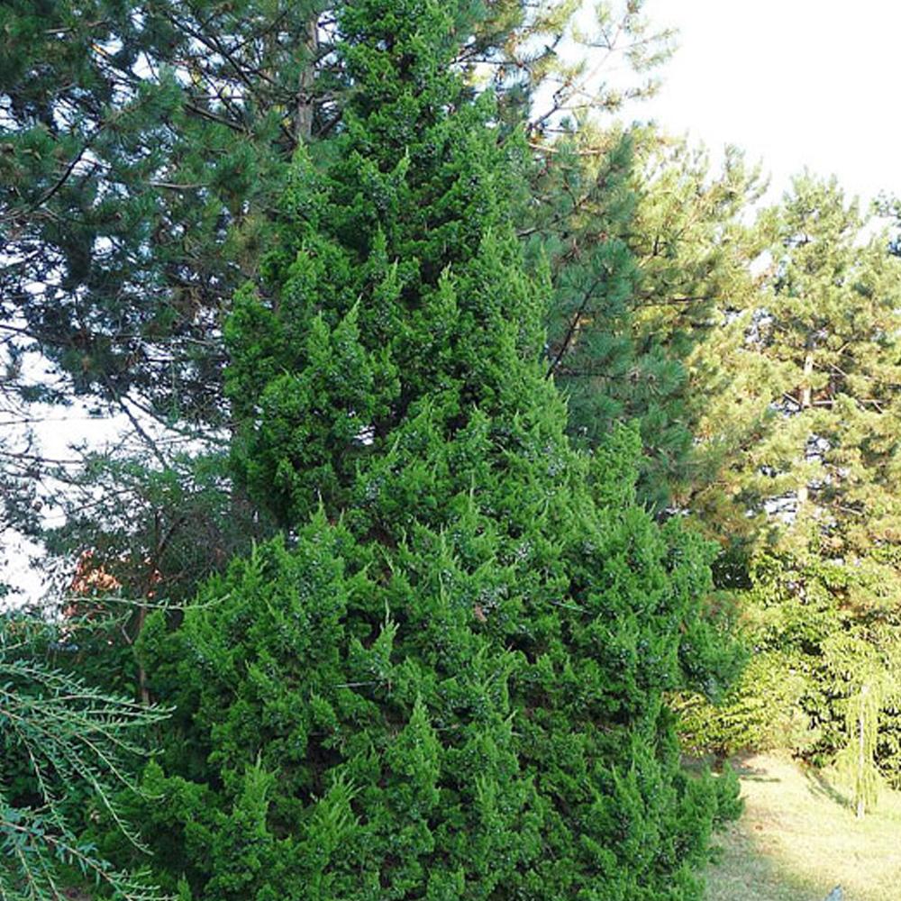 Можжевельник китайский "Кетелери" (Juniperus chinensis "Кеtelerii")