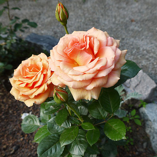 Роза чайно-гибридная "Ашрам" (Rosa Hybrid Tea "Ashram"))