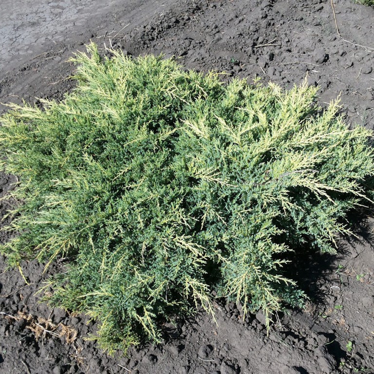 Можжевельник Пфитцериана "Компакта" (Juniperus Pfitzeriana "Compacta")