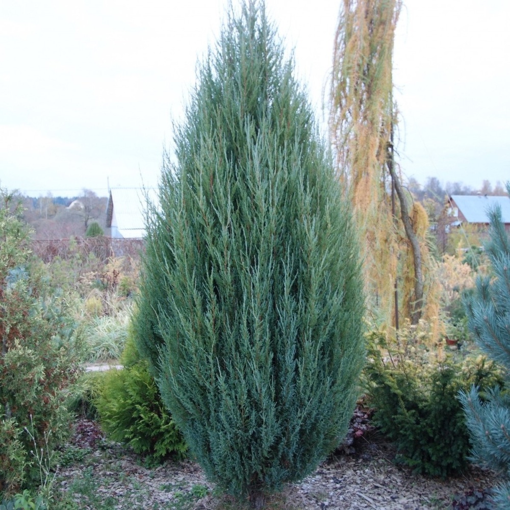 Можжевельник скальный "Блю Арроу" (Juniperus scopulorum "Blue Arrow")
