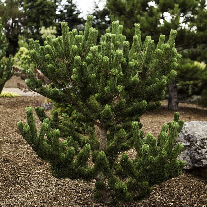 Сосна черная "Орегон Грин" (Pinus nigra "Oregon Green")
