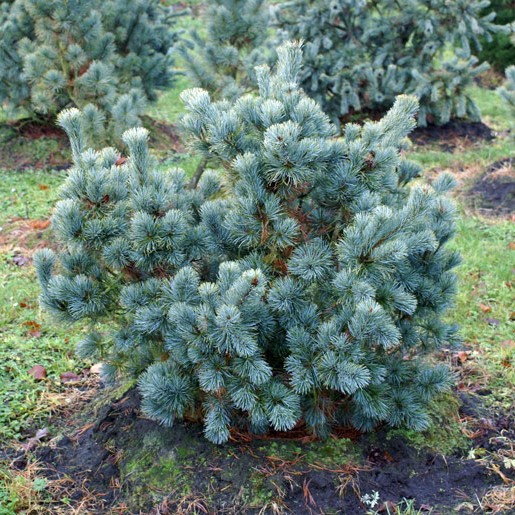 Сосна мелкоцветковая "Блауер Энжел" (Pinus parviflora "Blauer Engel")