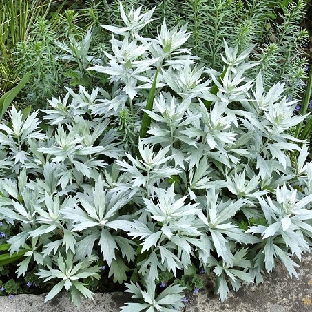 Полынь Людовика "Сильвер Куин" (Artemisia ludoviciana "Silver Queen")