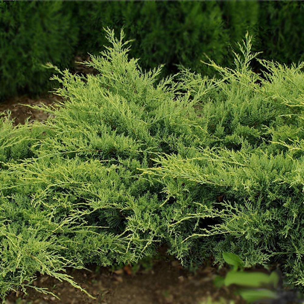 Можжевельник виргинский "Голден Спринг" (Juniperus virginiana "Golden Spring")