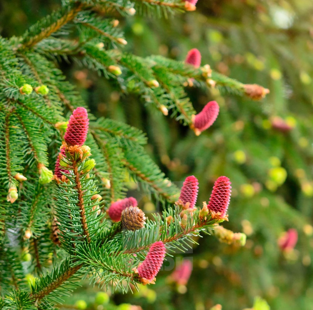 Ель обыкновеная "Акрокона" (Picea abies "Acrocona")