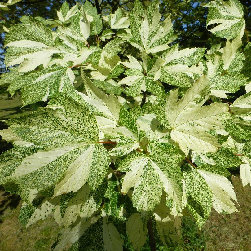 Клен ложноплатановый (явор) "Леопольди" (Acer pseudoplatanus "Leopoldii")
