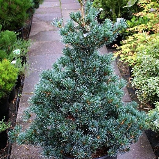Сосна мелкоцветковая "Негиши" (Pinus parviflora "Negishi")