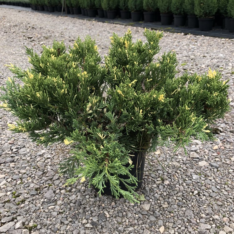 Можжевельник казацкий "Вариегата" (Juniperus sabina "Variegata")