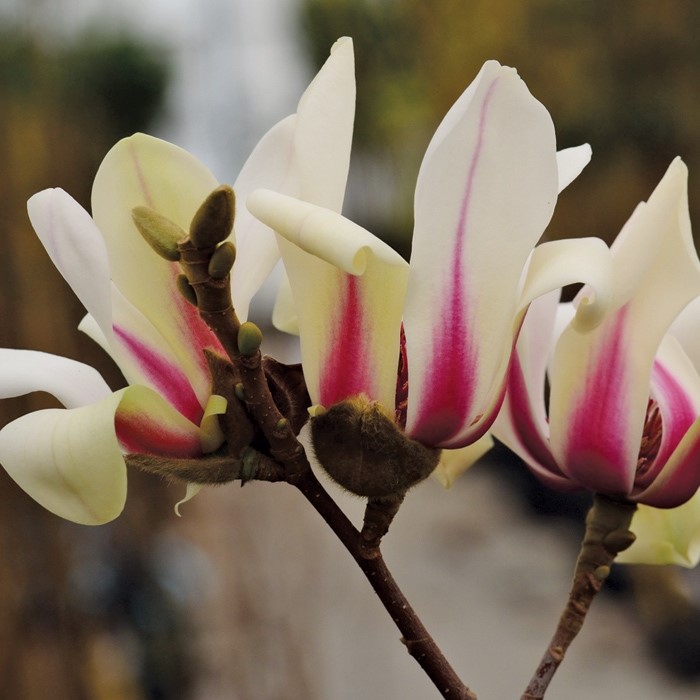 Магнолия Суланжа "Санрайс" (Magnolia soulangeana "Sunrise")