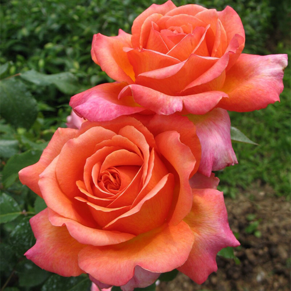 Роза чайно-гибридная "Рене Госсини" (Rosa Hybrid Tea "René Goscinny"))
