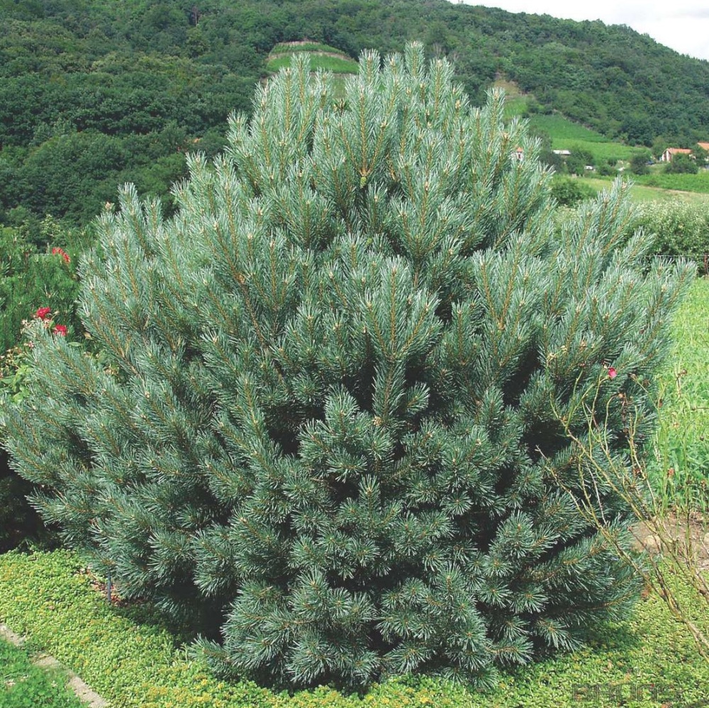 Сосна обыкновенная "Ватерери" (Pinus sylvestris "Watereri")