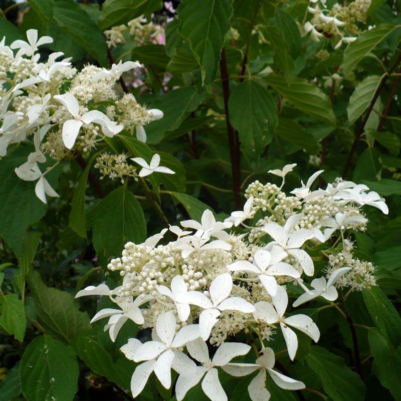 Гортензия метельчатая "Левана" (Hydrangea paniculata "Levana"))