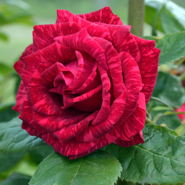 Роза чайно-гибридная "Ред Интуишн" (Rosa Hybrid Tea "Red Intuition"))