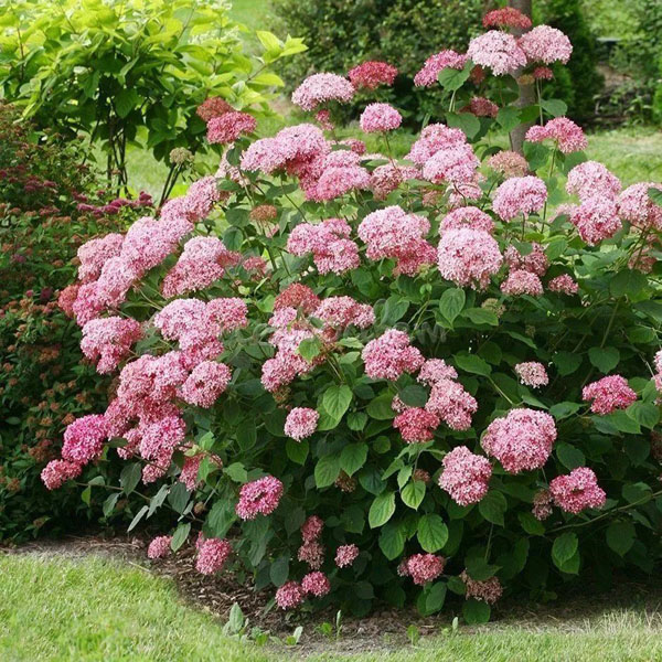 Гортензия древовидная "Пинк Аннабель" (Hydrangea arborescens "Pink Annabelle")