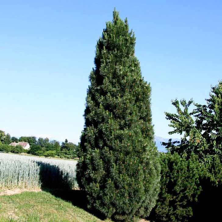 Сосна черная "Пирамидалис" (Pinus nigra "Pyramidalis")
