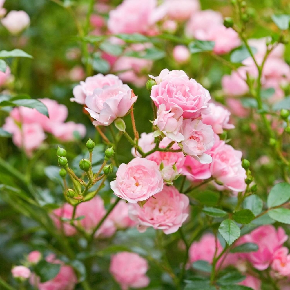 Роза полиантовая почвопокровная (Rosa polyantha)