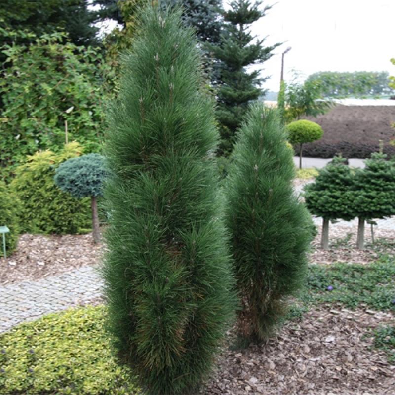 Сосна черная "Фастигиата" (Pinus nigra "Fastigiata")