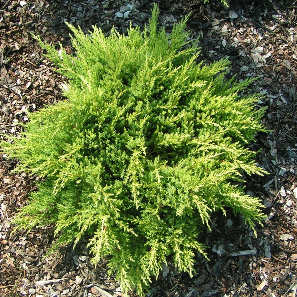 Можжевельник средний "Голд Стар" (Juniperus media "Gold Star")