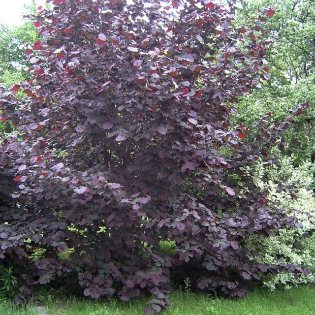 Тополь дельтовидный "Перпл Тауэр" (Populus deltoides "Purple Tower")