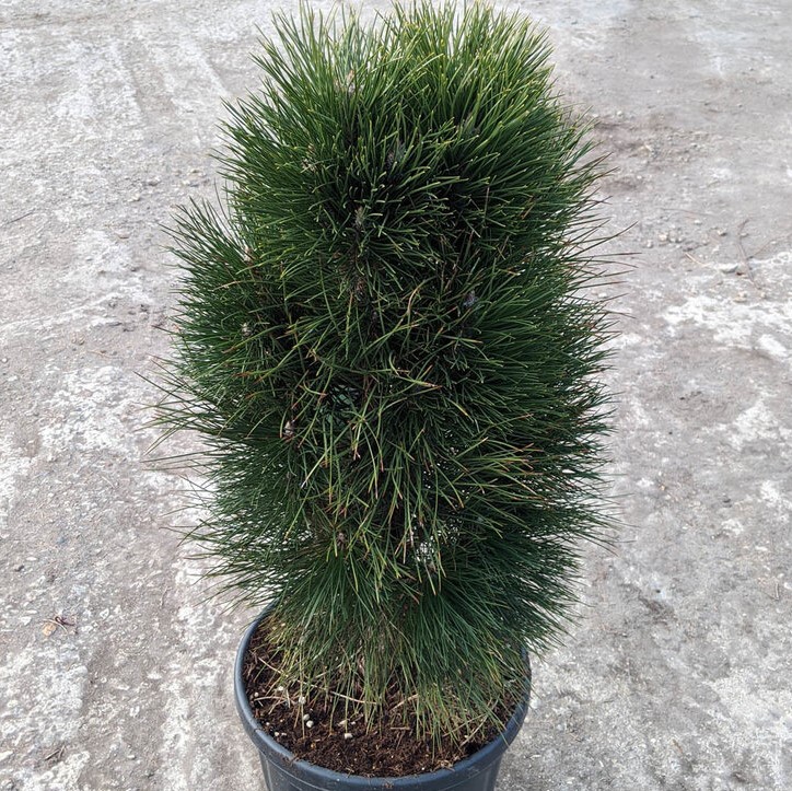 Сосна черная "Грин Тауэр" (Pinus nigra "Green Tower")