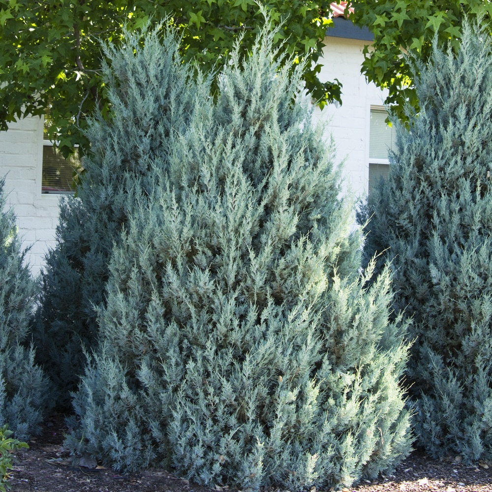 Можжевельник скальный "Моффат Блю" (Juniperus scopulorum "Moffat Blue")