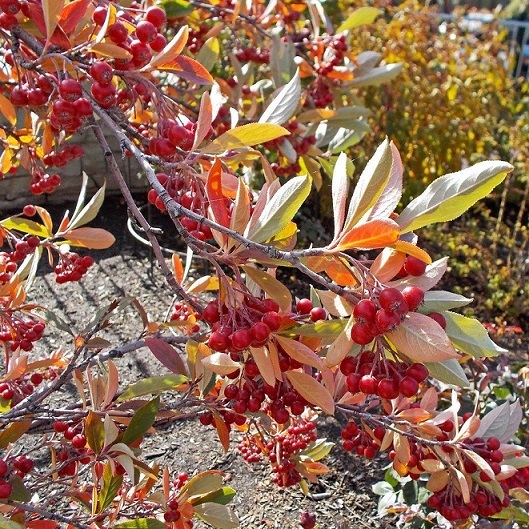 Арония красная "Бриллиант" (Aronia arbutifolia "Brilliant")