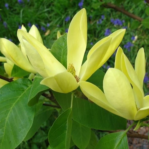Магнолия гибридная "Дафни" (Magnolia hybrida "Daphne")