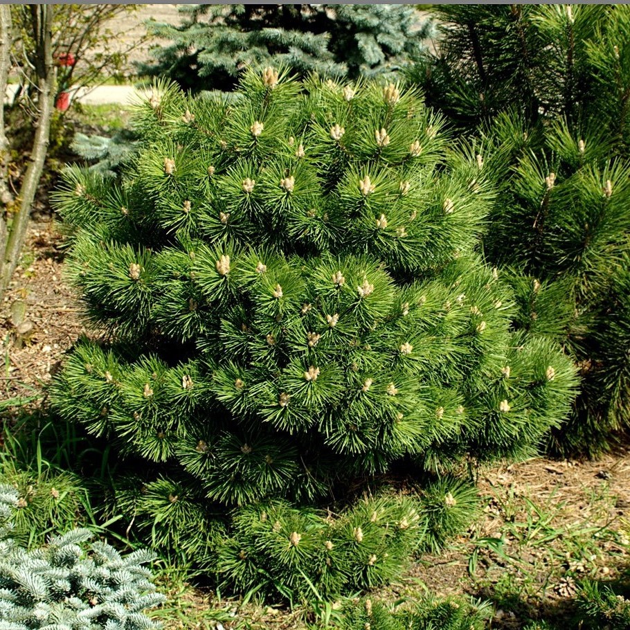 Сосна черная "Хорнибрукиана" (Pinus nigra "Hornibrookiana")