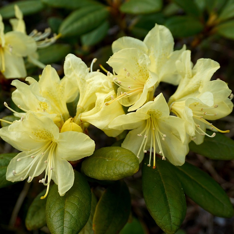 Рододендрон "Лорна" (Rhododendron 'Lorna')