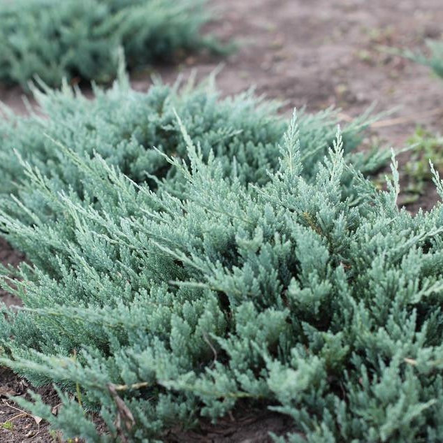 Можжевельник горизонтальный "Альпина" (Juniperus horizontalis "Alpina")