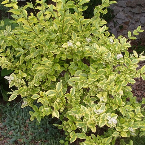 Бирючина обыкновенная пестролистная (Ligustrum vulgare f. Variegata)