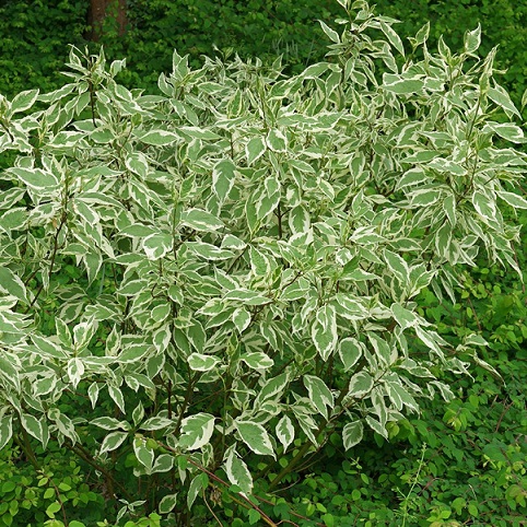 Дерен белый "Элегантиссима" (Cornus alba "Elegantissima")