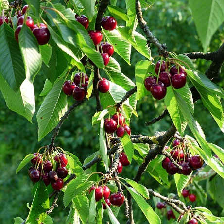 Черешня (3-5 лет) (Prunus)